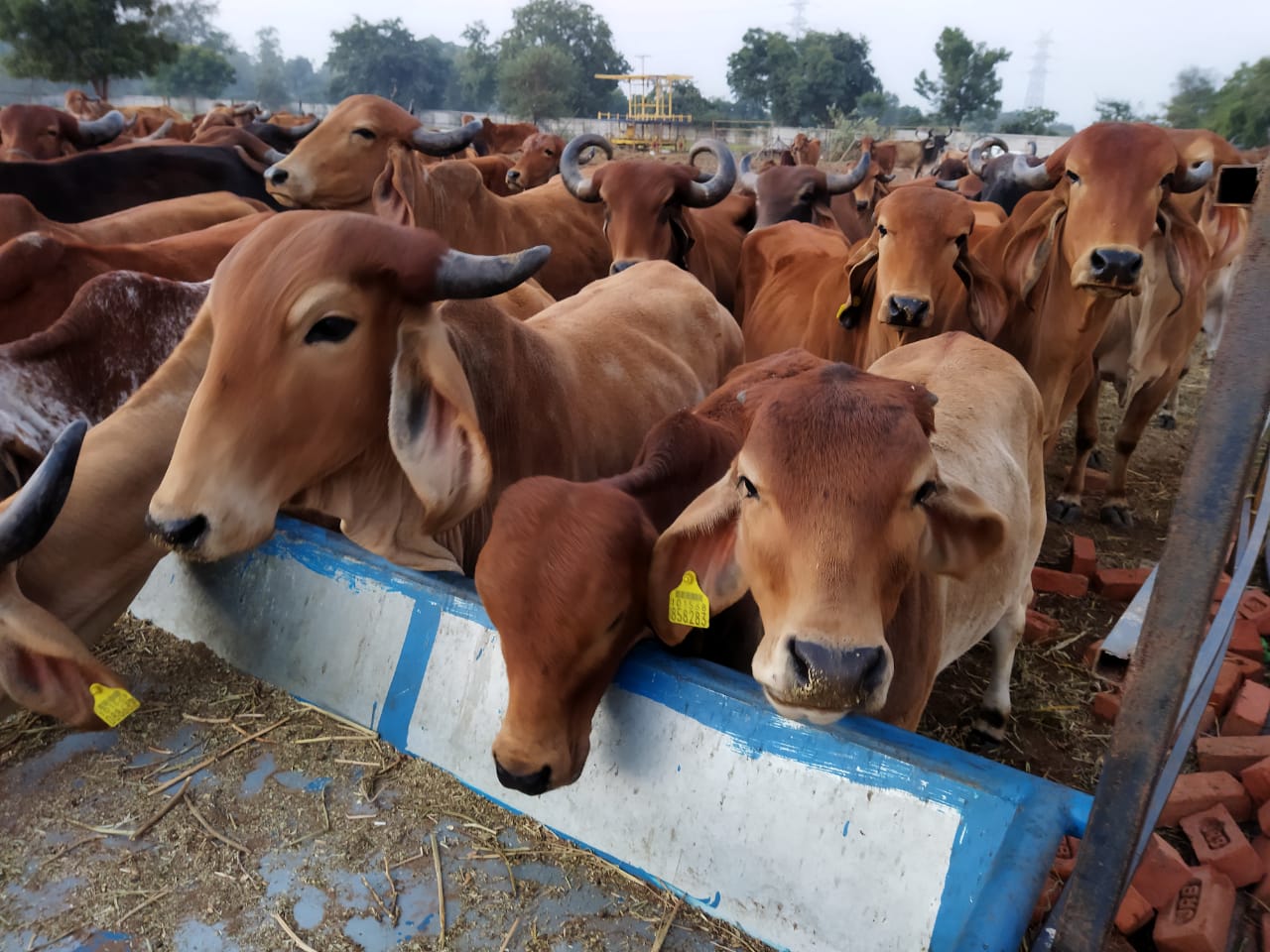 Daily care at the goshala